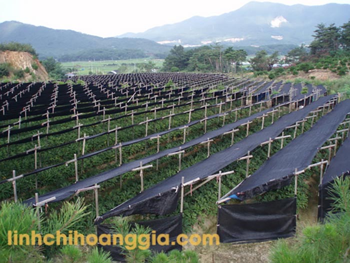 sam-tuoi-han-quoc-san-pham204 sam tuoi han quoc san pham204