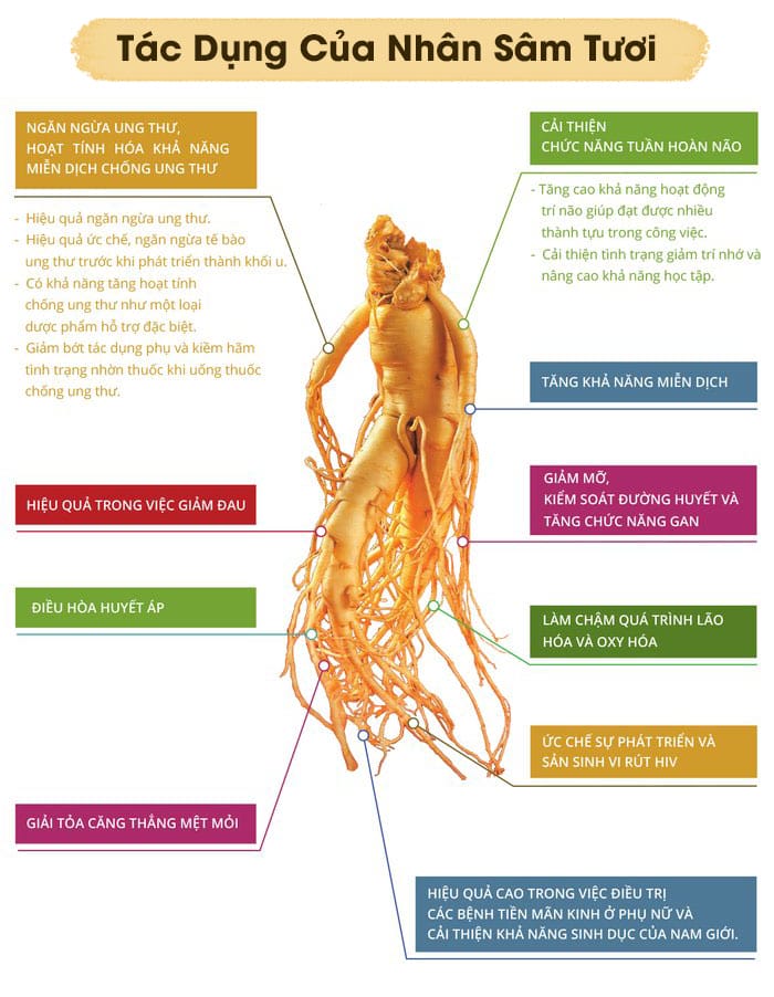 sam-tuoi-han-quoc-san-pham2081-3 sam tuoi han quoc san pham2081 3