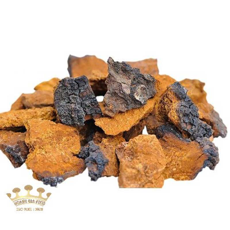 tac-dung-nam-chaga-1 tac-dung-nam-chaga