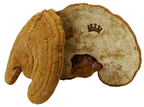 nam-linh-chi-co-may-loai