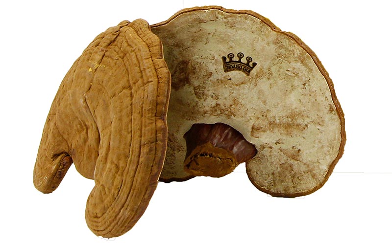 nam-linh-chi-hoang-gia