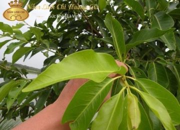 Tác dụng của Lá Vối & điều nên tránh khi sử dụng