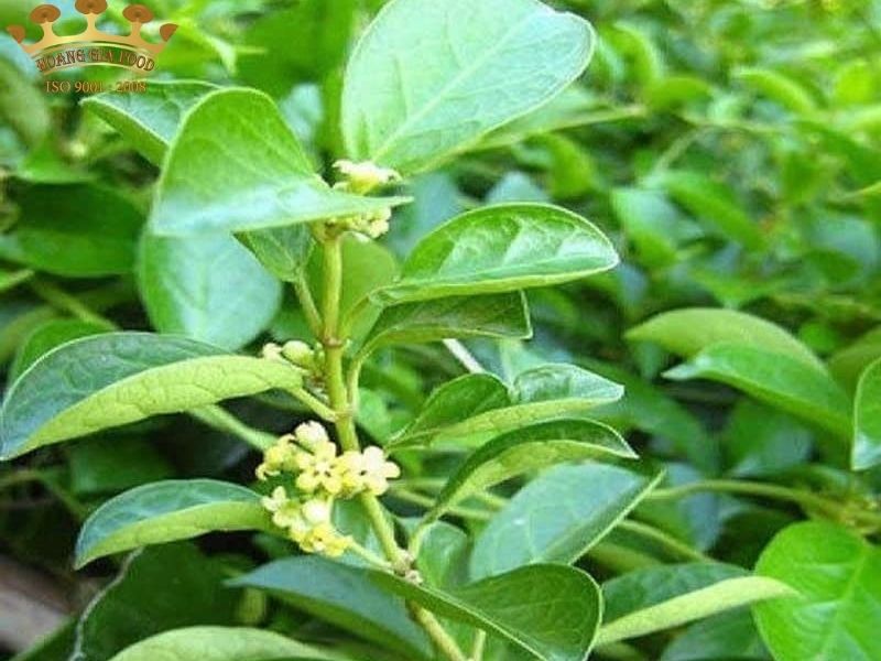 thia-canh201-1 thia-canh