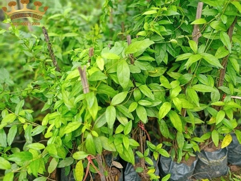 thia-canh205 thia-canh