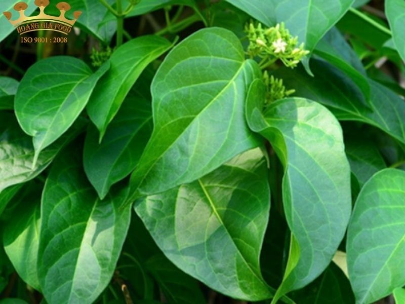 thia-canh206 thia-canh