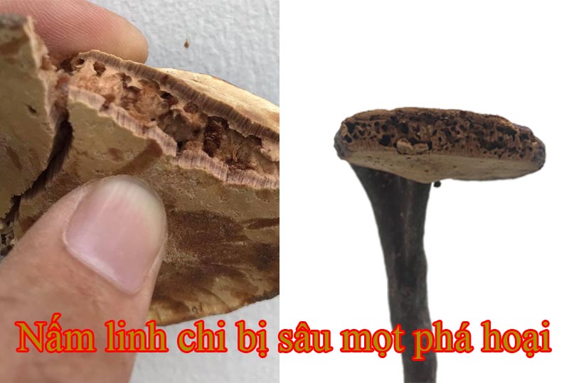 trong-nam-linh-chi-do-1 trong-nam-linh-chi-do