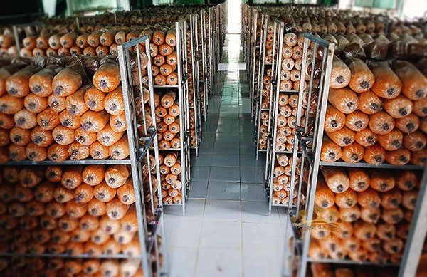 u-phoi-nam-linh-chi-1 u-phoi-nam-linh-chi