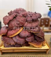 Mua nấm lim xanh tự nhiên ở đâu tại Biên Hòa? Gợi ý địa chỉ uy tín, giá tốt