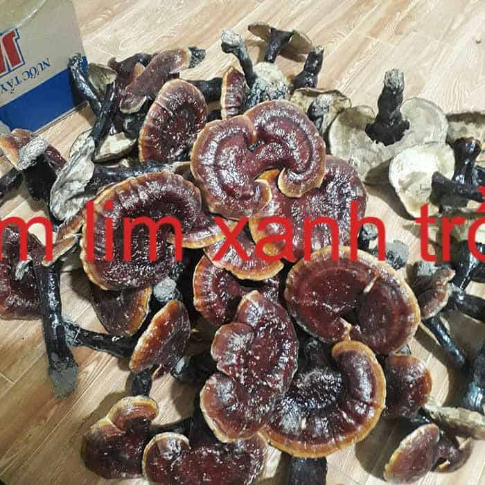 nam lim xanh trong