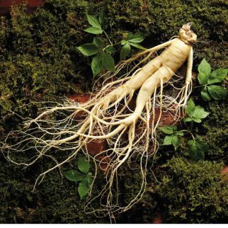 Nhân Sâm Tươi Hàn Quốc